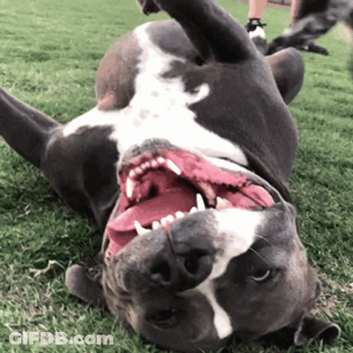 Happy Lay Down Pitbull GIF