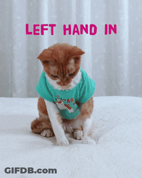 Happy Left Handers Day Cat Left Hand In GIF
