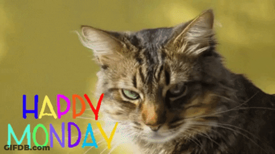 Happy Monday Serious Cat GIF