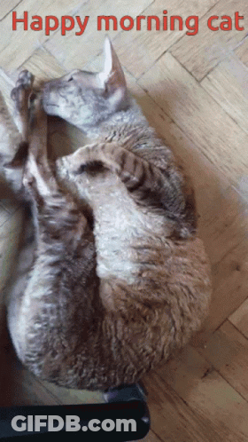 Happy Morning Cat Laying On Its Back GIF