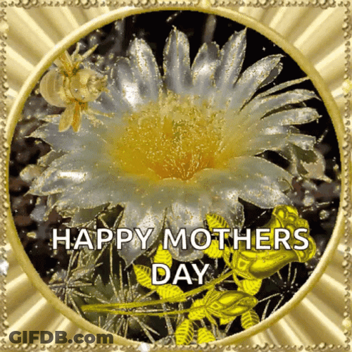 Happy Mother's Day Sister White Sunflower GIF