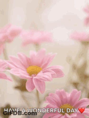 Happy Mothers Day Card With Pink Daisies GIF