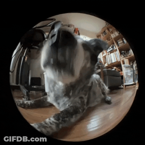 Happy National Dog Day Dog On Lense GIF