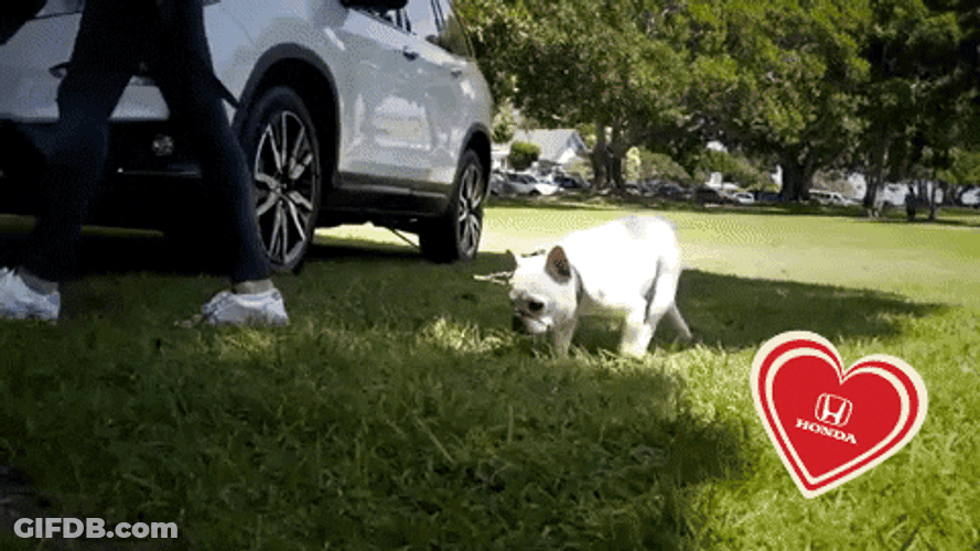 Happy National Dog Day From Honda GIF