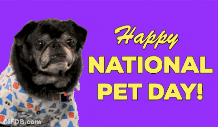 Happy National Dog Day It's Pet Day GIF