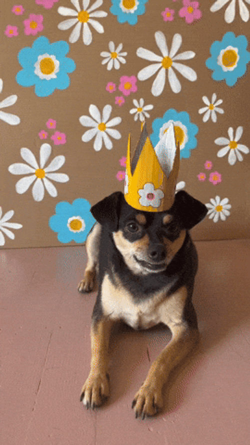 Happy National Dog Day Pitbull GIF