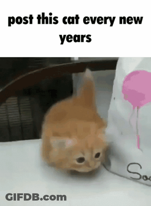 Happy New Year Meme Munchkin Cat GIF