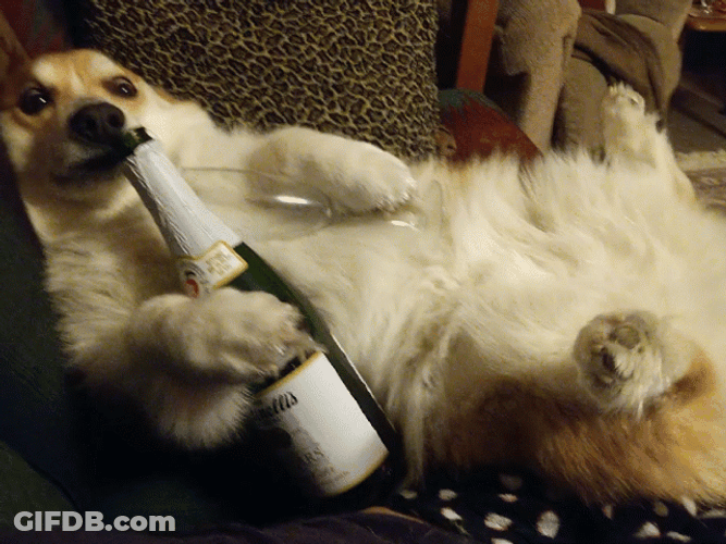 Happy New Years Corgi Dog GIF
