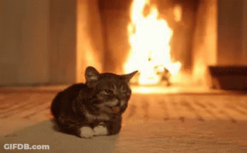 Happy November 1St Cat By Fireplace GIF