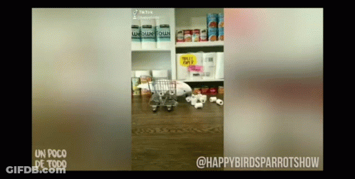 Happy Parrot Show On Screen GIF