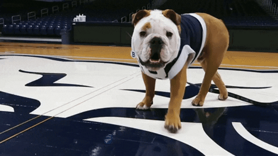 Happy Pet Dog Look Up GIF