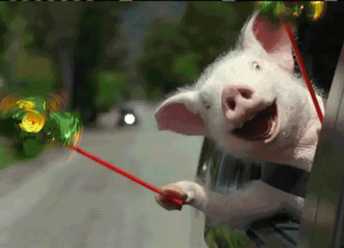 Happy Pig Car Ride GIF