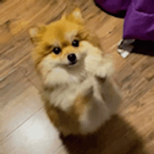 Happy Pomeranian Dog GIF