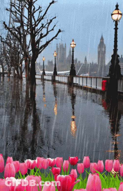 Happy Rainy Sunday Pink Tulips GIF