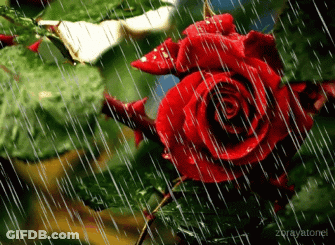 Happy Rainy Sunday Red Rose GIF
