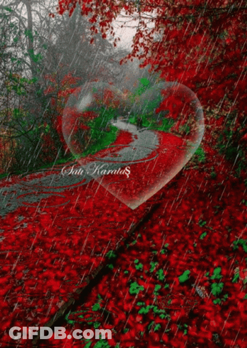Happy Rainy Sunday Trail Of Roses GIF