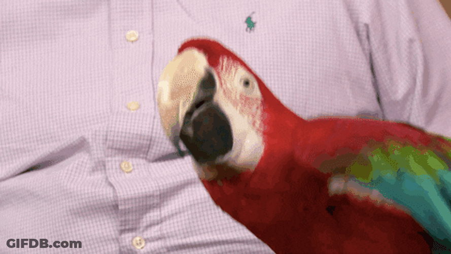 Happy Red Parrot GIF