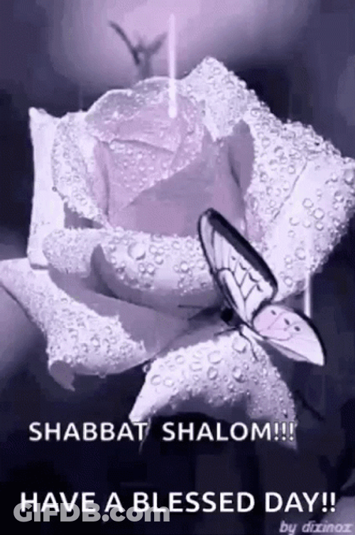 Happy Sabbath Butterfly On Rose GIF