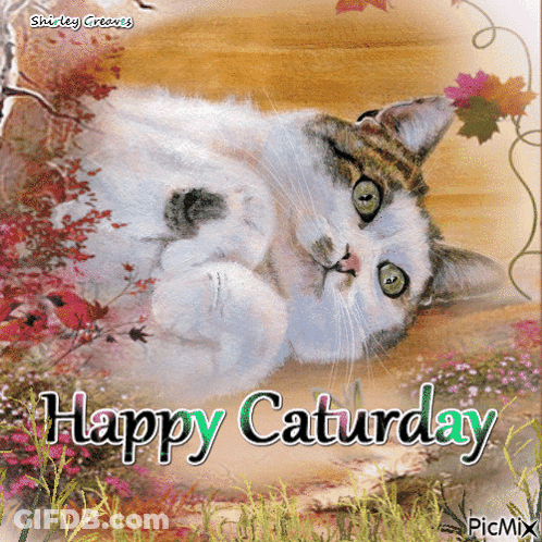 Happy Saturday Cat GIF