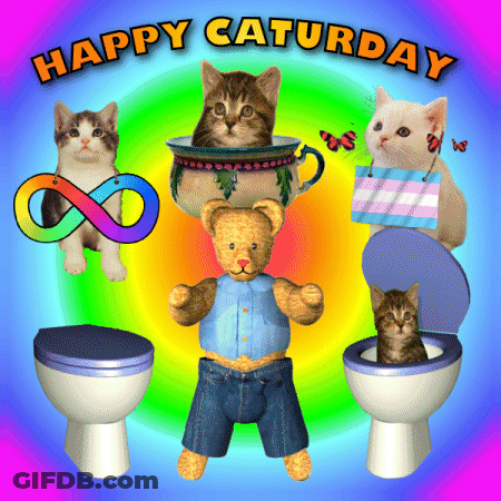 Happy Saturday Cats And Teddy Bear GIF