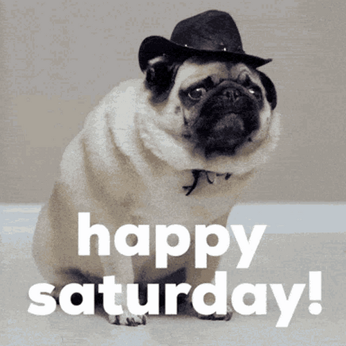 Happy Saturday Greeting Cute Pug Dog GIF
