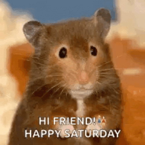 Happy Saturday Hamster Hi GIF
