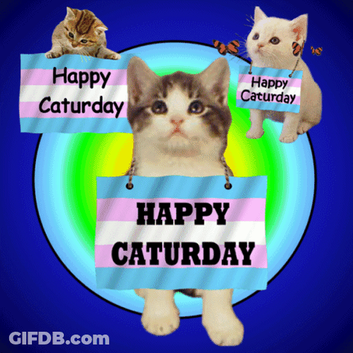Happy Saturday Sign With Cats And Toilets GIF