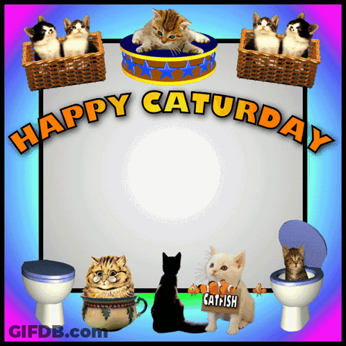 Happy Saturday Sign With Cats And Toilets GIF