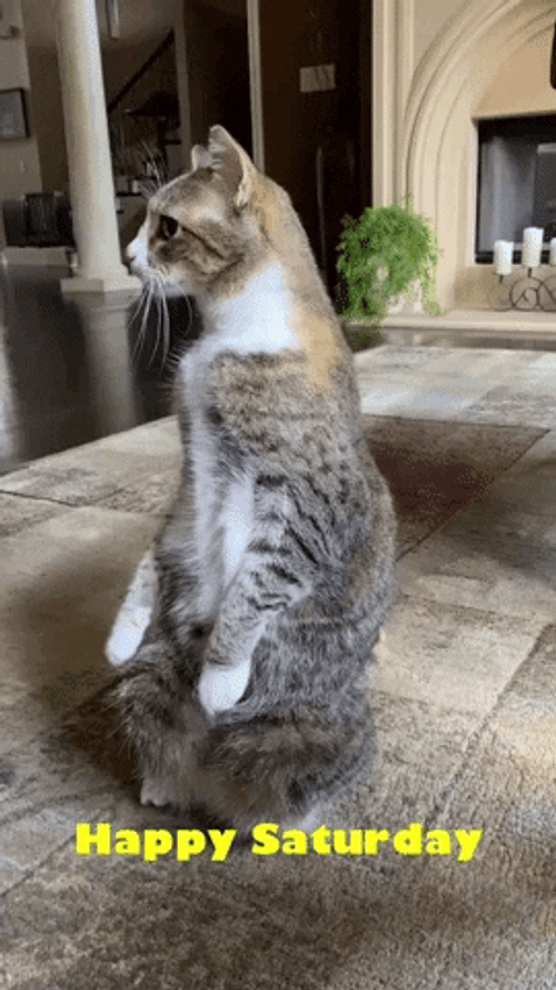 Happy Saturday Standing Cat GIF