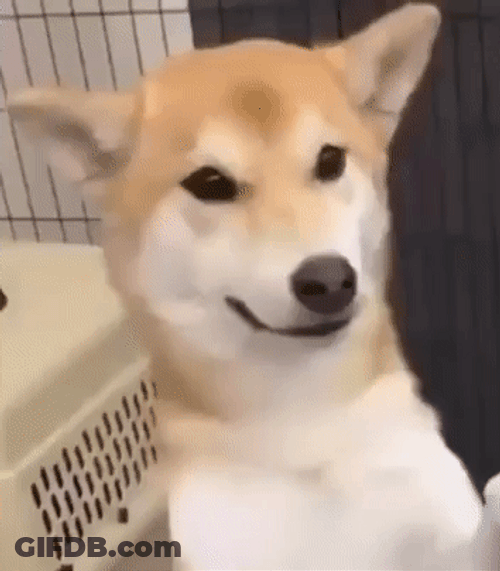 Happy Shiba Inu Dog Cute Adorable Smile GIF