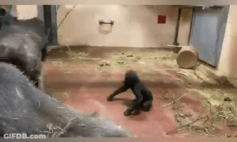 Happy Sisters Day Monkeys GIF