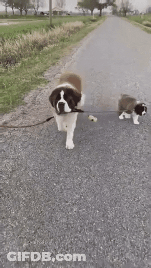 Happy Sisters Day St. Bernard Dog Breed GIF