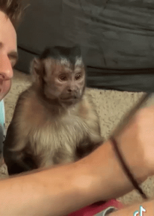 Happy Smiling Monkey GIF