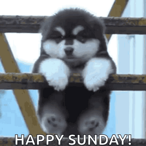 Happy Sunday Baby Husky GIF