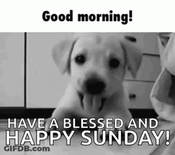 Happy Sunday Blessings Good Morning Greetings Cute Puppy GIF