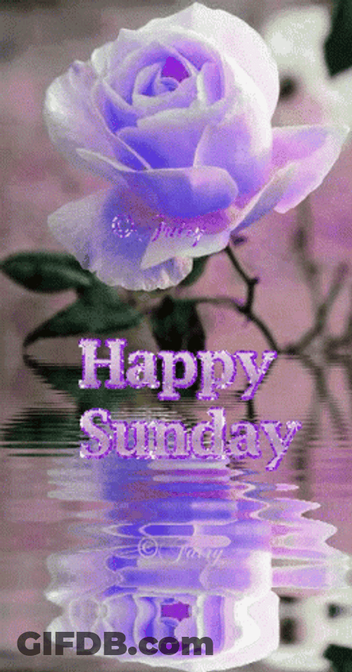 Happy Sunday Blessings Purple Rose Reflections GIF