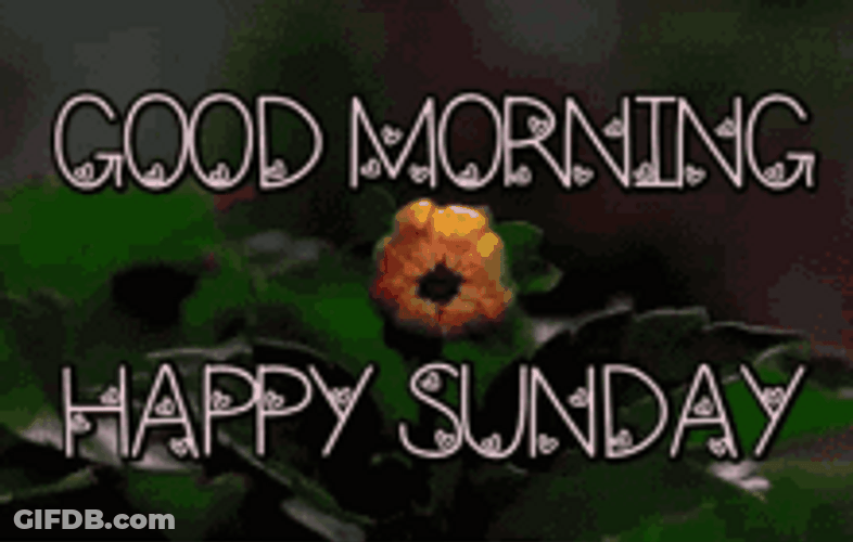 Happy Sunday Blooming Flower Visual Art GIF