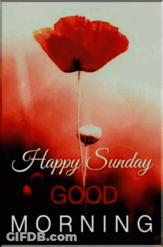 Happy Sunday Good Morning Card With Red Flower GIF