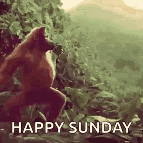 Happy Sunday Monkey Dance GIF