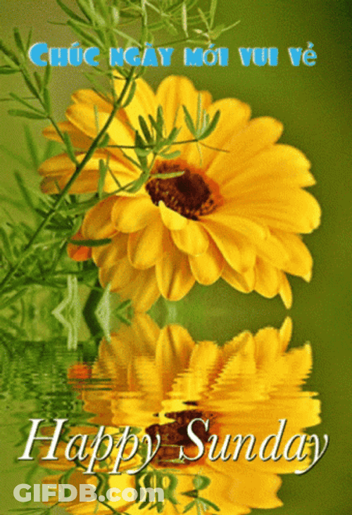 Happy Sunday Sunflower Visual Art GIF