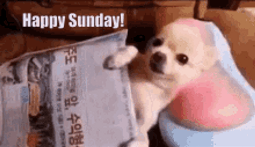 Happy Sunday With Dog Massage GIF