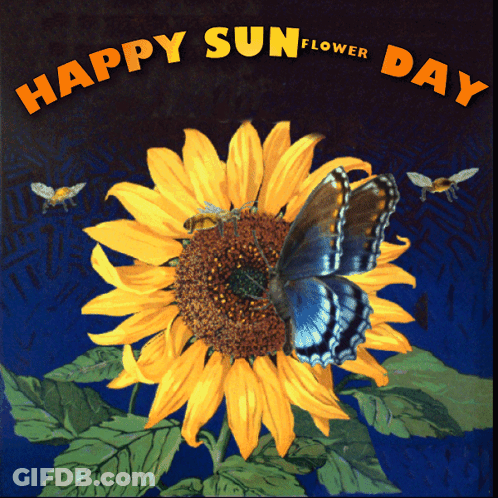 Happy Sunflower Day GIF