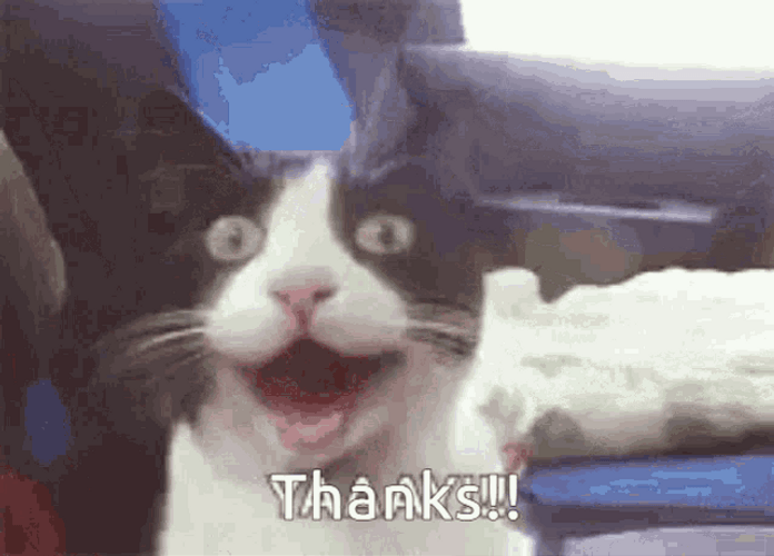 Happy Thank You Cat Meow GIF