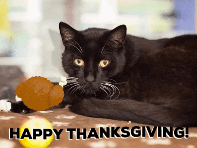 Happy Thanksgiving Black Cat GIF