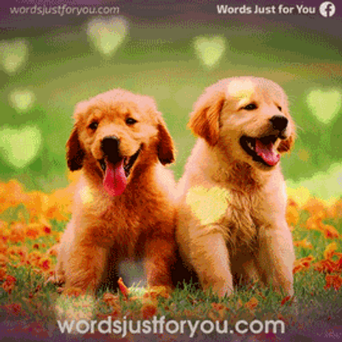 Happy Thanksgiving Dogs In Field GIF