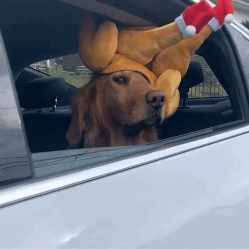 Happy Thanksgiving Funny Golden Retriever Dog GIF