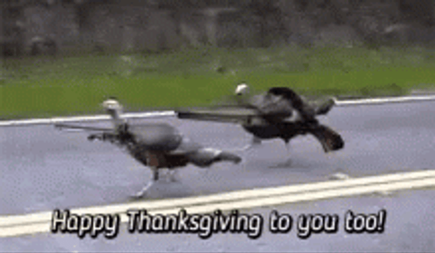 Happy Thanksgiving Turkey Hunt GIF