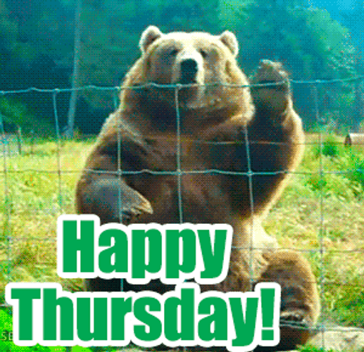 Happy Thursday Bear GIF