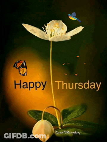 Happy Thursday Card With Flower And Butterfly GIF