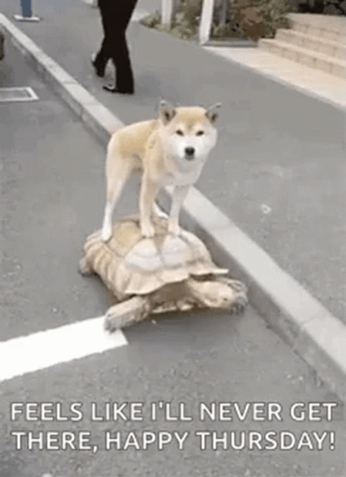 Happy Thursday Dog & Turtle GIF